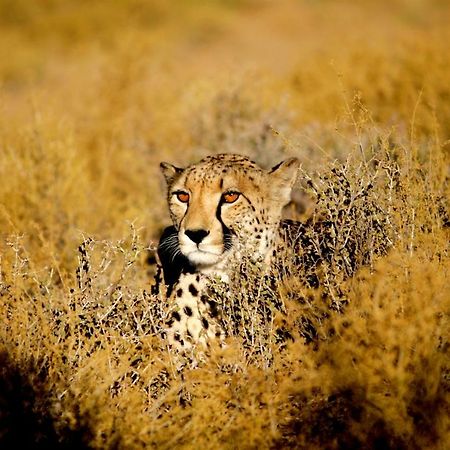 Inverdoorn Game Reserve Lodge Breede River Exterior foto